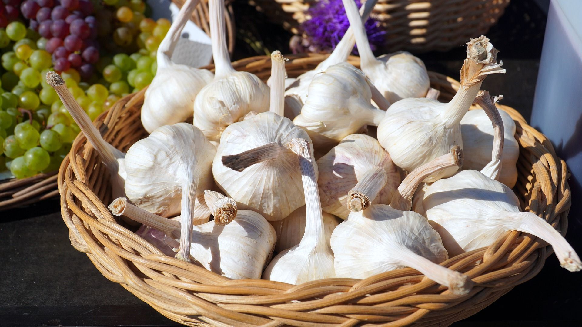 Garlic